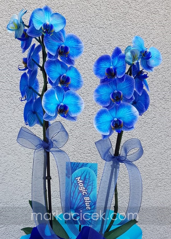 Magic Blue Orkide