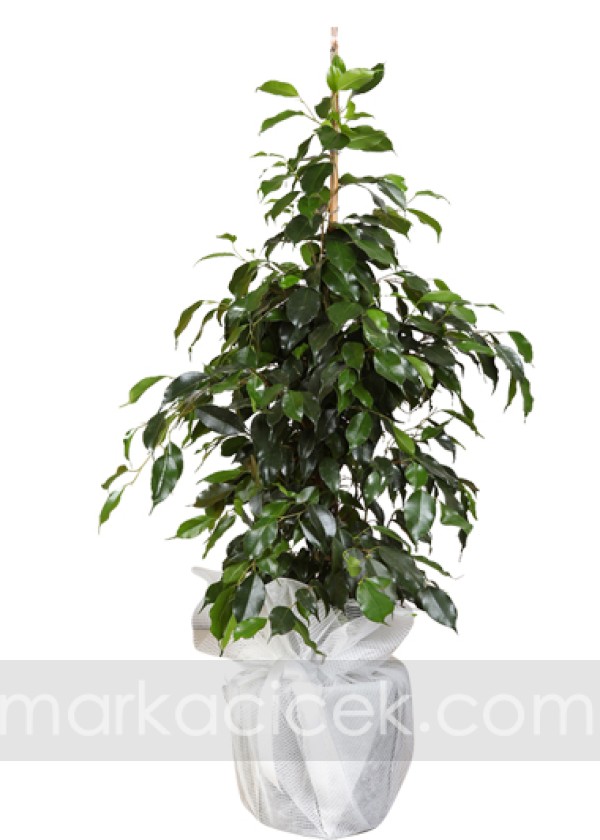 Ficus Benjamin (100 cm)