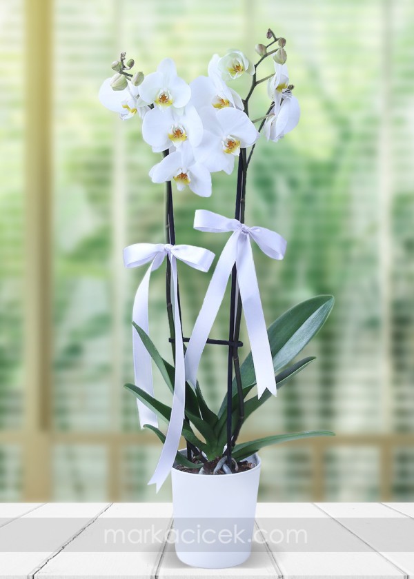 A Kalite 2'li Beyaz Orkide