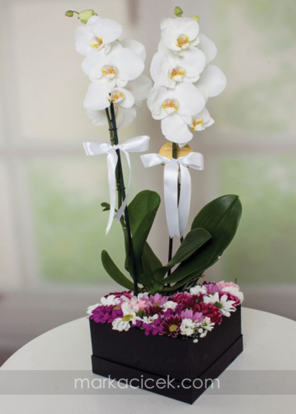 İkili Orkide ve Kır Çiçekleri