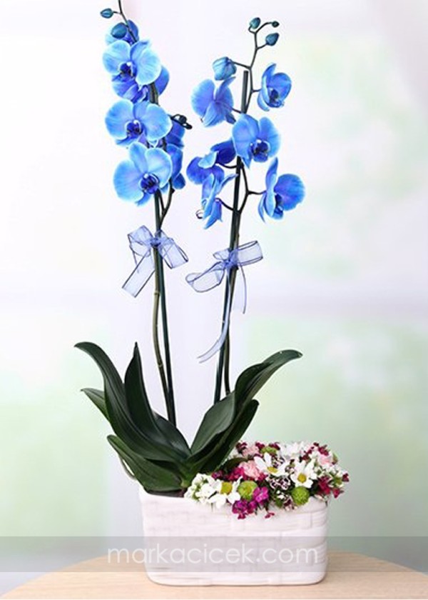 Mavi orkide ve Kır Çiçekleri