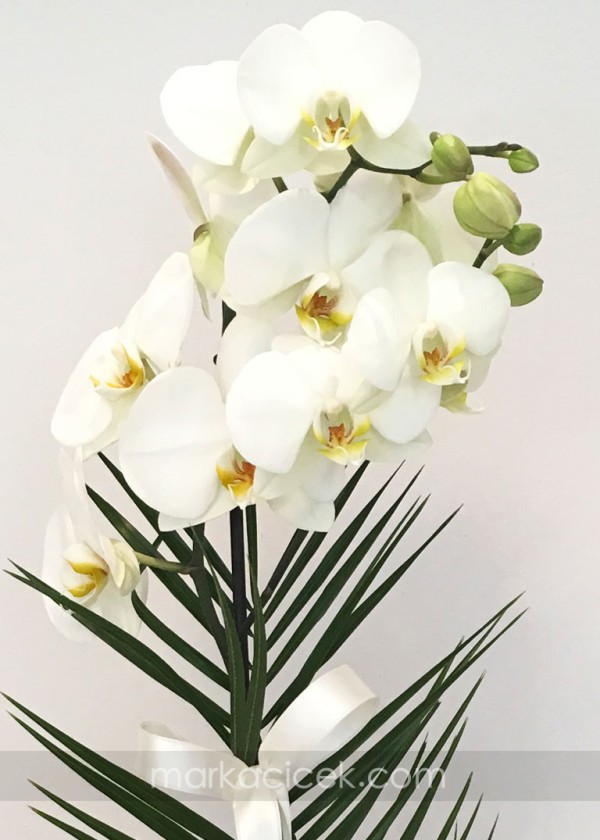 Orkide ve Kır Çiçekleri