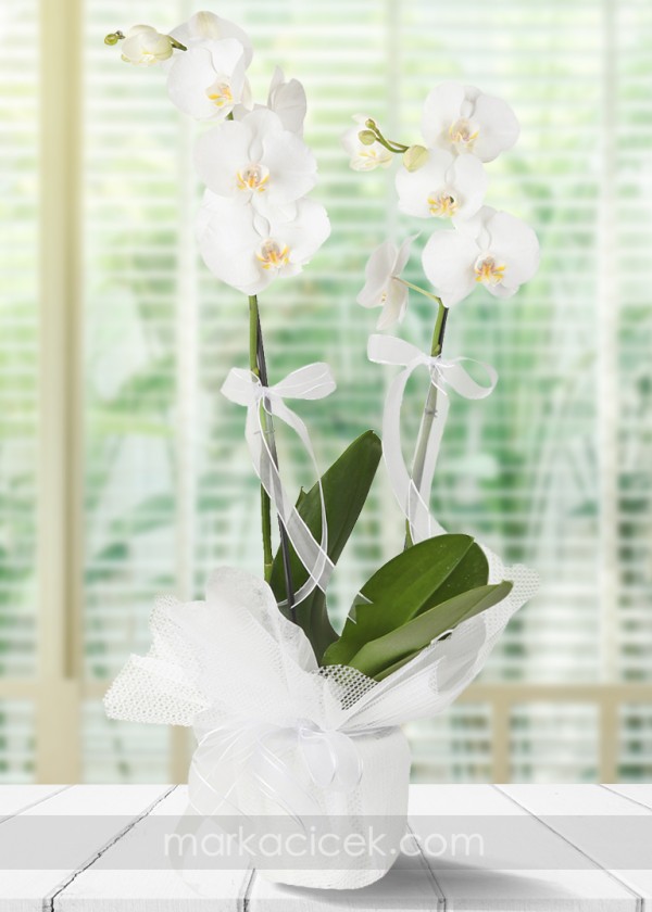Beyaz 2 dal Phalaenopsis Orkide