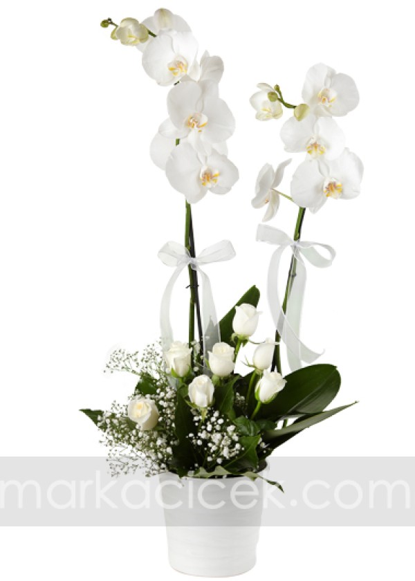 Orkide ve Beyaz Güller