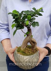 Dekoratif Vazo Ficus Bonsai