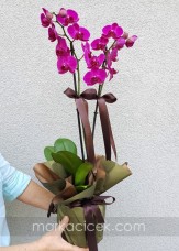 Özel Ambalaj 2'li Mor Orkide