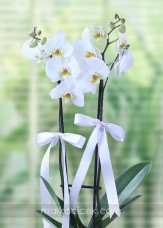 A Kalite 2'li Beyaz Orkide