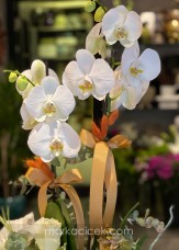 Beyaz Orkide ve Beyaz Çiçekler